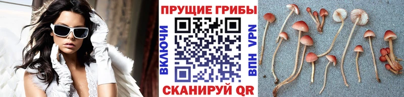 Псилоцибиновые грибы MAGIC MUSHROOMS  Липецк 